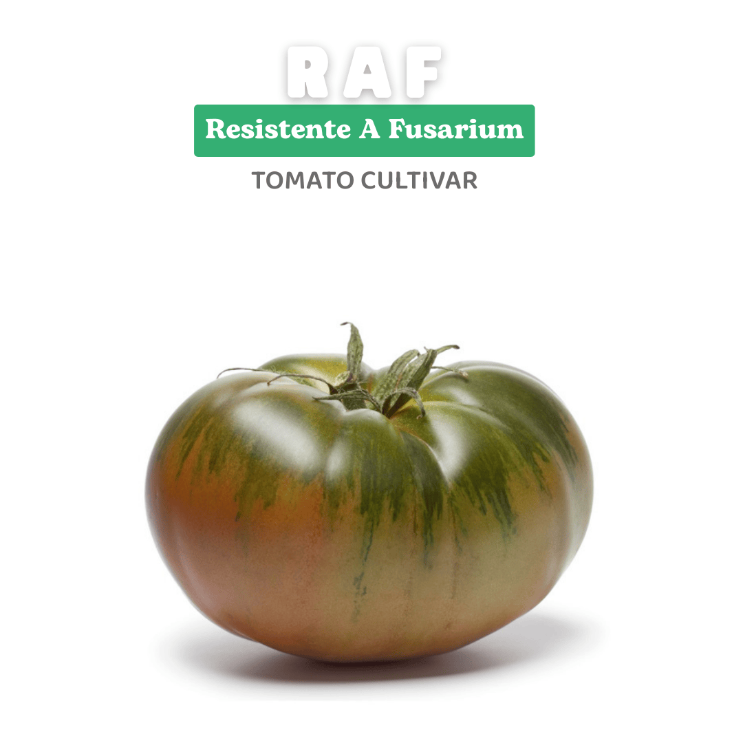 Heirloom Tomato Seeds – RAF - Full-Flavored
