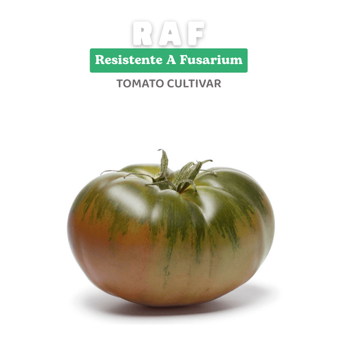 Heirloom Tomato Seeds – RAF - Full-Flavored