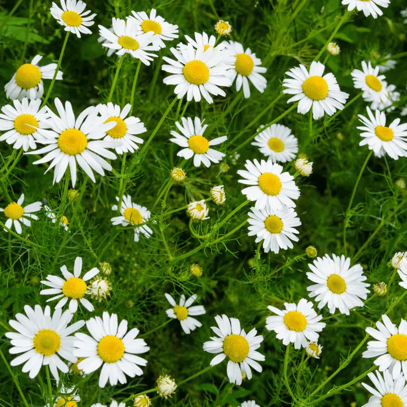 grow own roman chamomile seeds at home