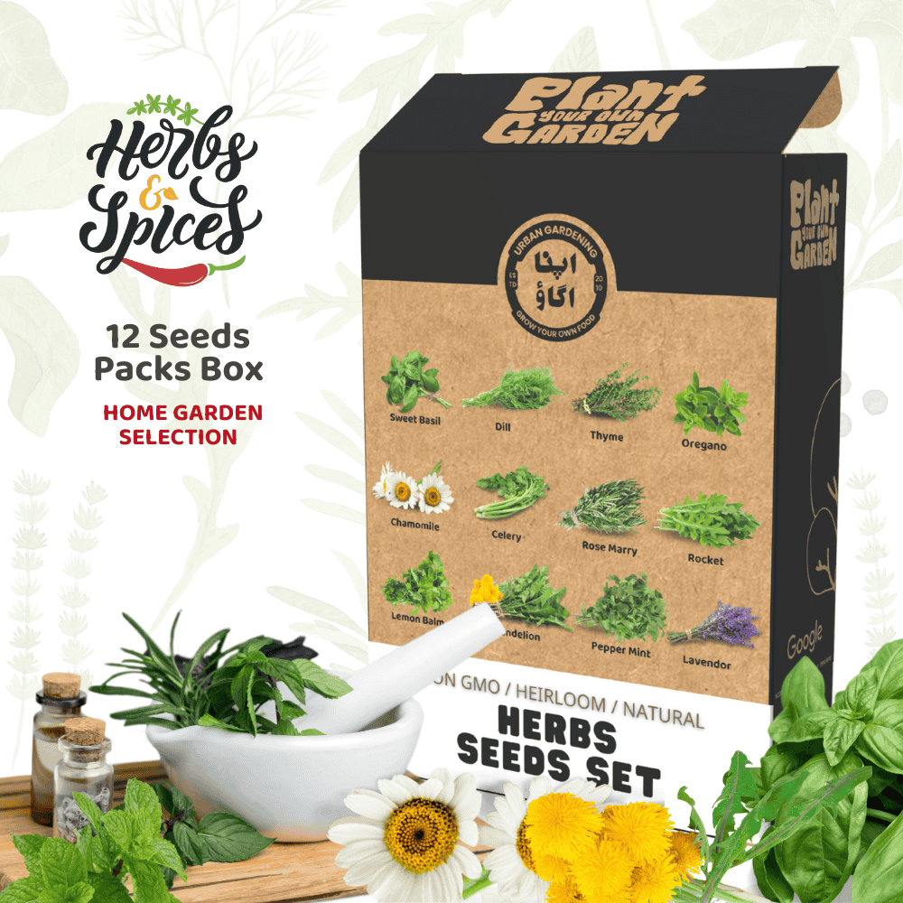 plants seeds in pakistan Herbs Seeds Set – 12 Culinary & Medicinal Herb Varieties