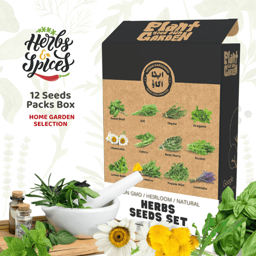 Herbs Seeds Set – 12 Culinary & Medicinal Herbs