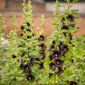 Hollyhock Nigra seeds – black maroon cottage flower seeds in Pakistan – ApnaUgao