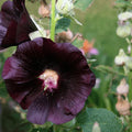 Buy Hollyhock Nigra flower seeds online in Pakistan – tall black hollyhock for Punjab cottage gardens – ApnaUgao