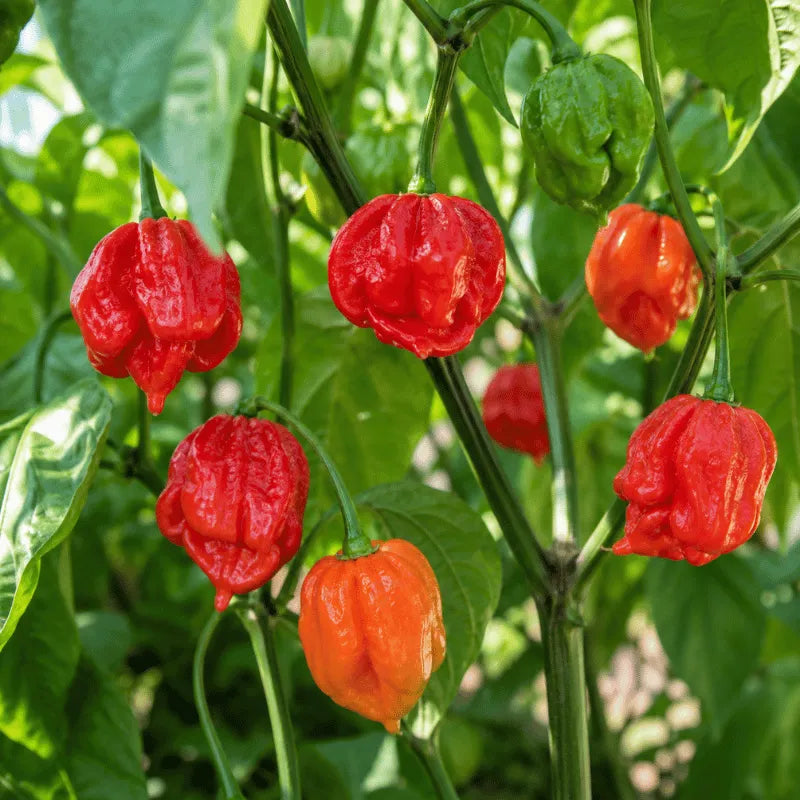 buy very hot chili pepper seeds - Trinidad_Scorpion