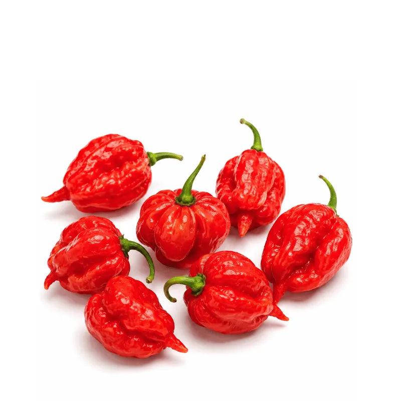 buy very hot chili pepper seeds - Trinidad_Scorpion