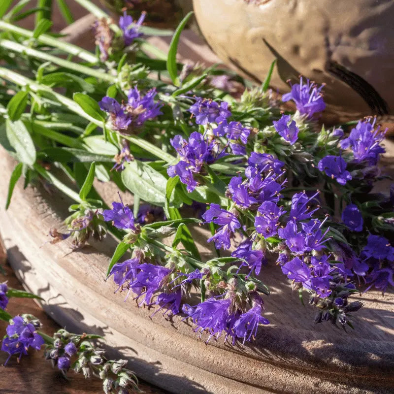 grow your own hyssop herb seeds in Pakistan