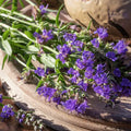 grow your own hyssop herb seeds in Pakistan
