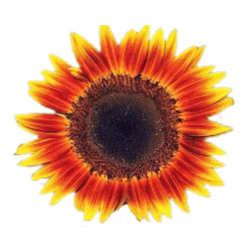 Joker F1 Hybrid Sunflower Seeds – Red Yellow Bi-Color Bloom