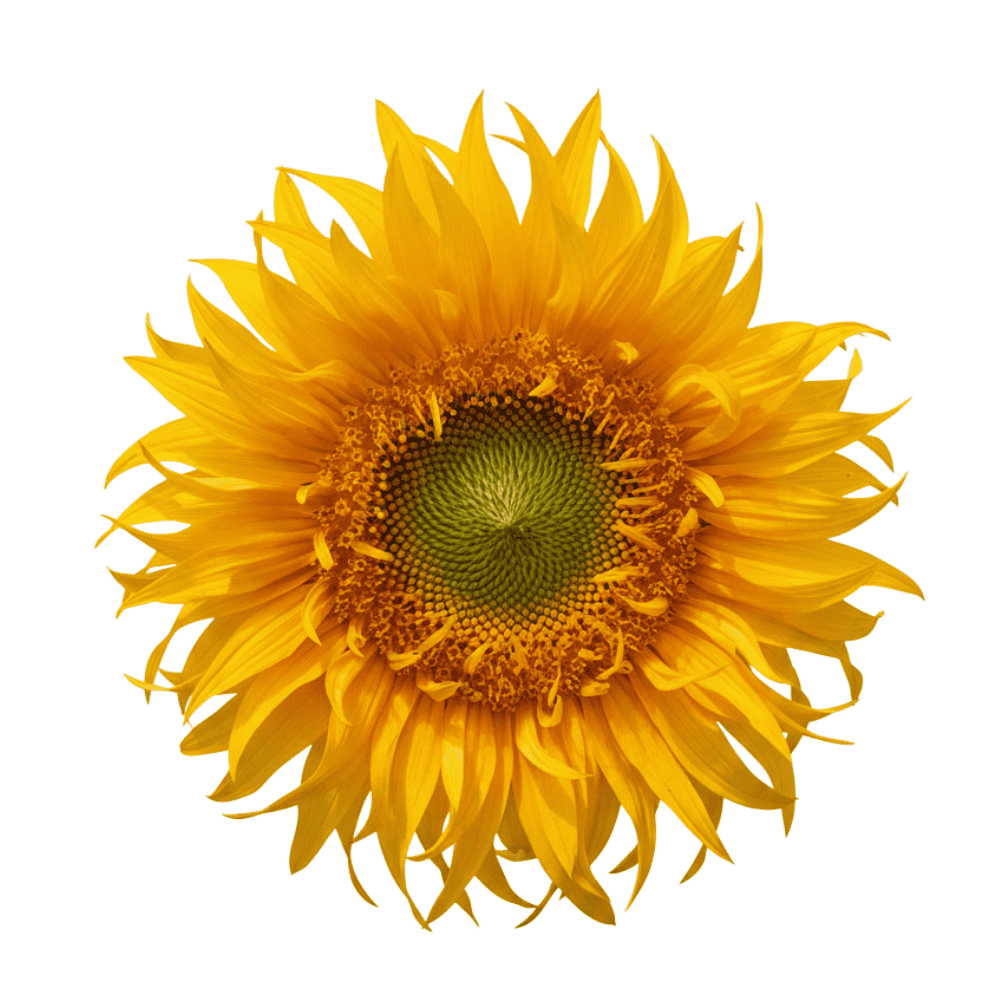 a unique sunflower - seeds are available at apnaugao