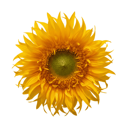 a unique sunflower - seeds are available at apnaugao