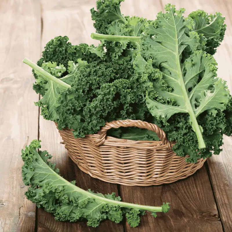 Fresh kale seeds for growing healthy green kale at home