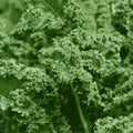 Kale seeds for growing fresh and nutritious kale in your garden