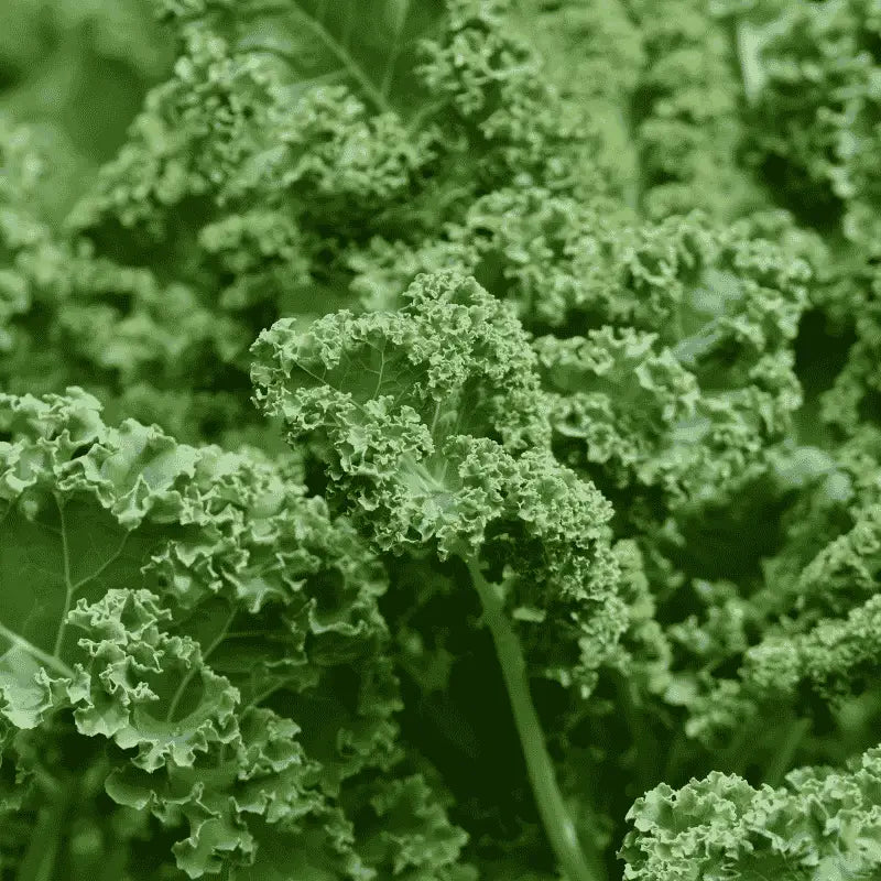Kale seeds for growing fresh and nutritious kale in your garden