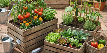 Wooden planters with vegetables and herbs in a courtyard in Pakistan represents kitchen gardening 