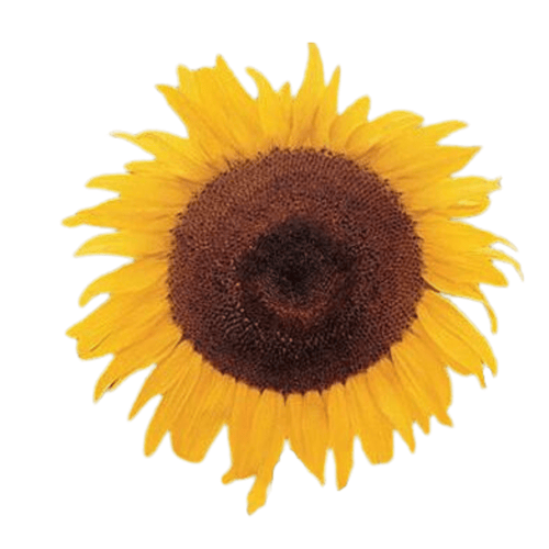 King Kong F1 Hybrid Sunflower Seeds – Branching Giant Hedge Variety