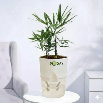 Potted plant in a white pot with 'PODAY' branding on a light gray background