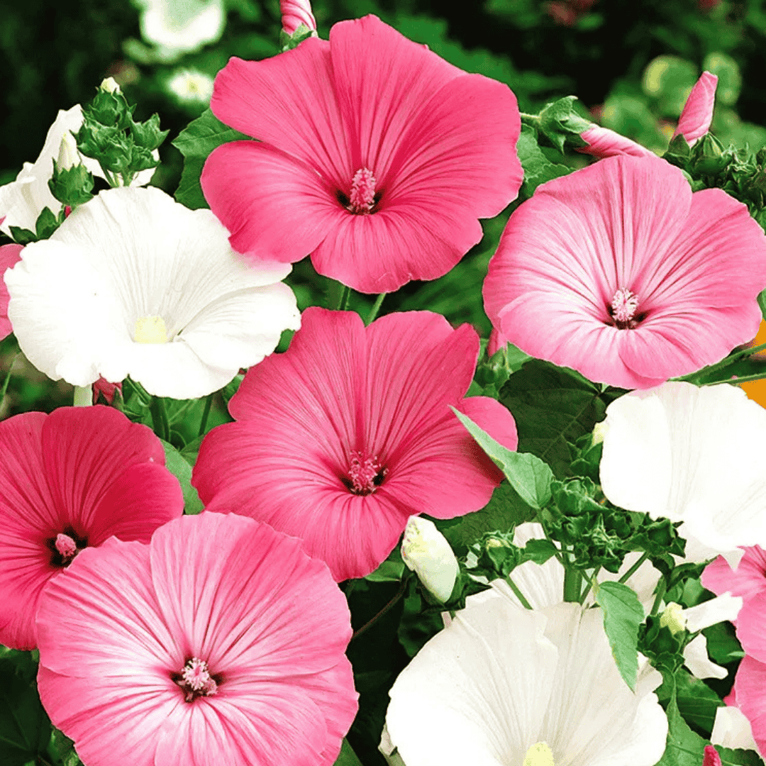 Lavatera Flower Seeds – Fast-Growing Blooms