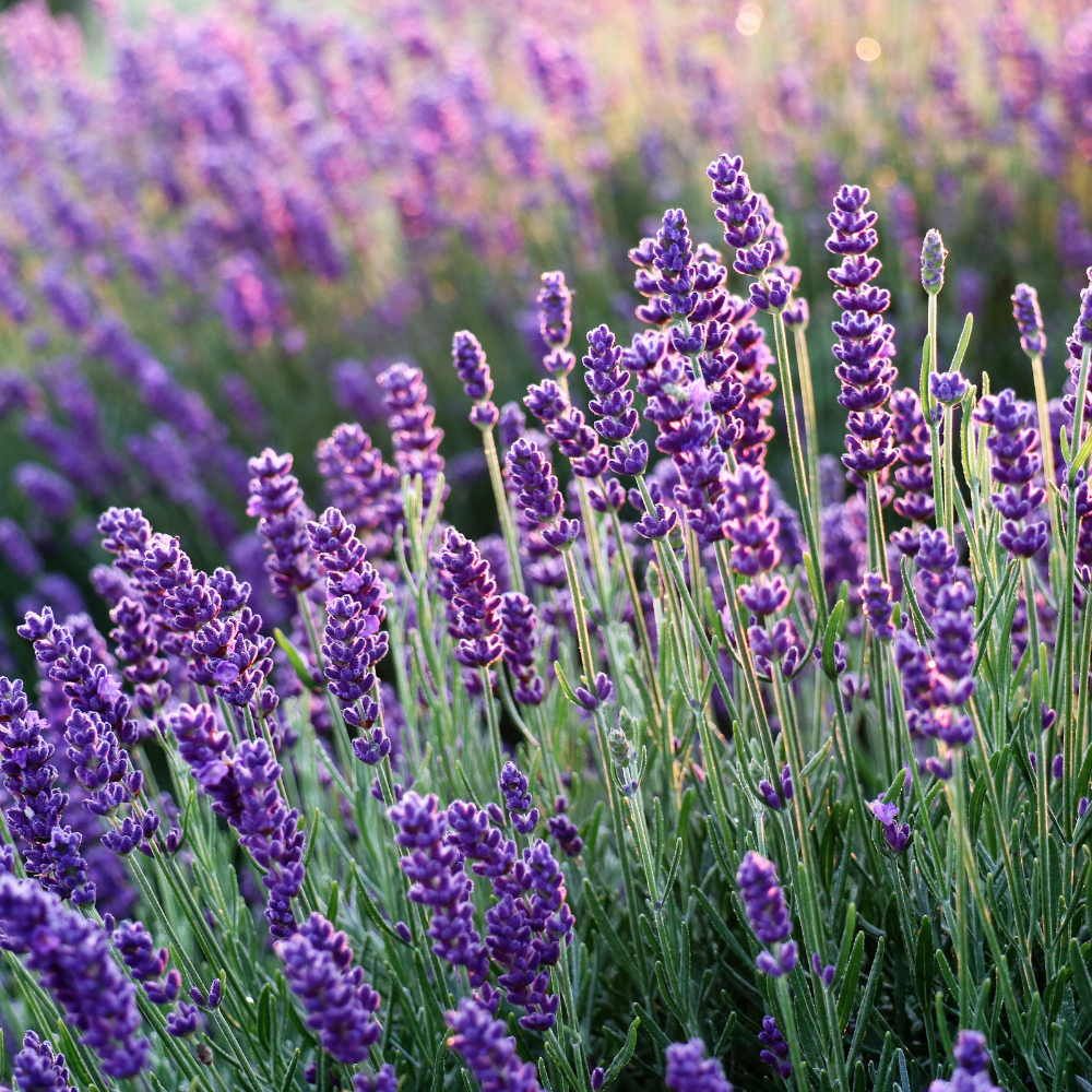 Lavender Flower Organic Seeds