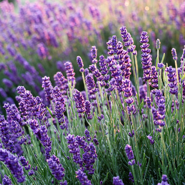 Lavender Flower Organic Seeds