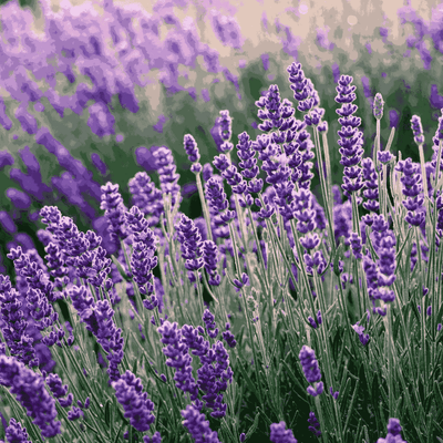 Lavender Flower Organic Seeds - Apnaugao