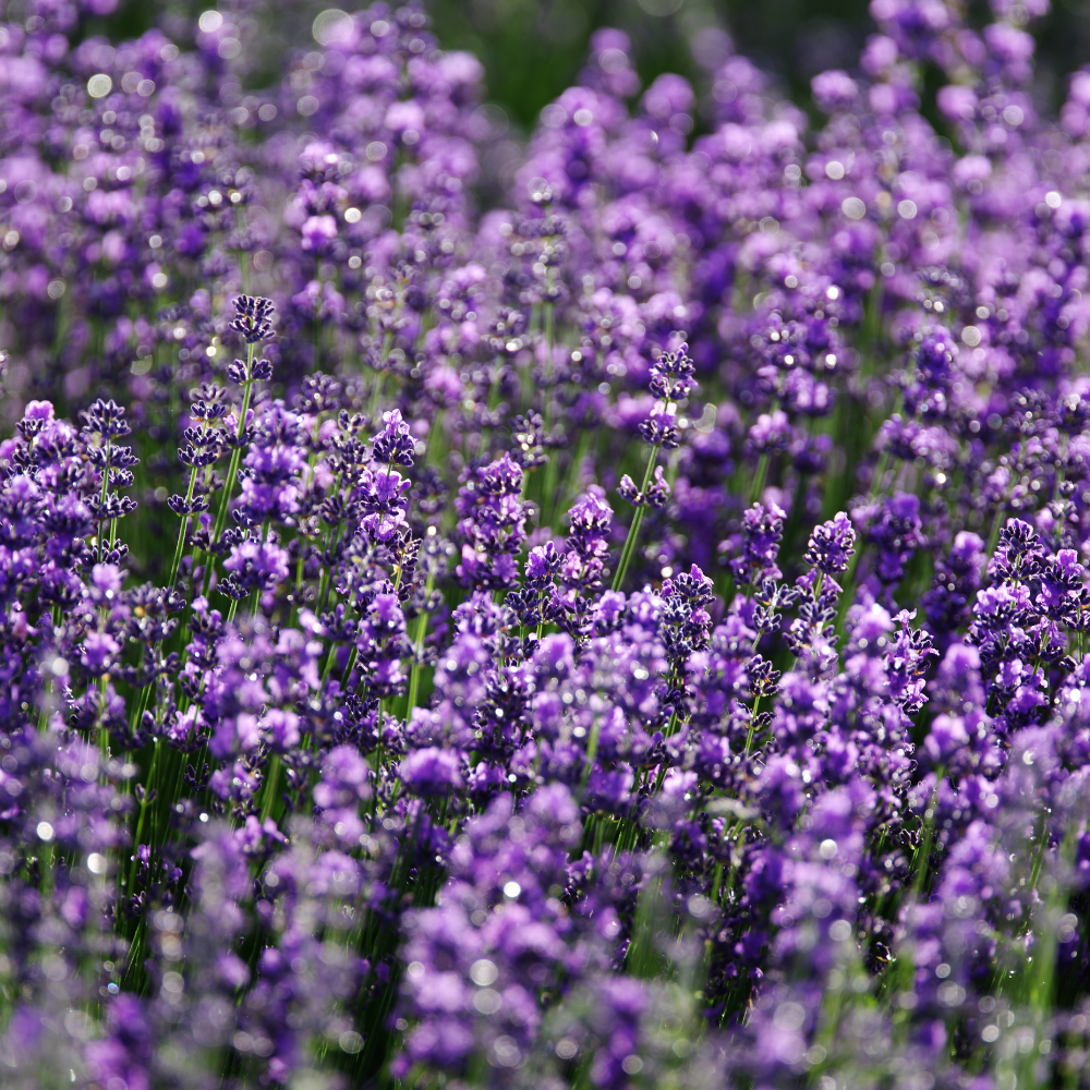 Lavender Herbal Flower Natural Seeds