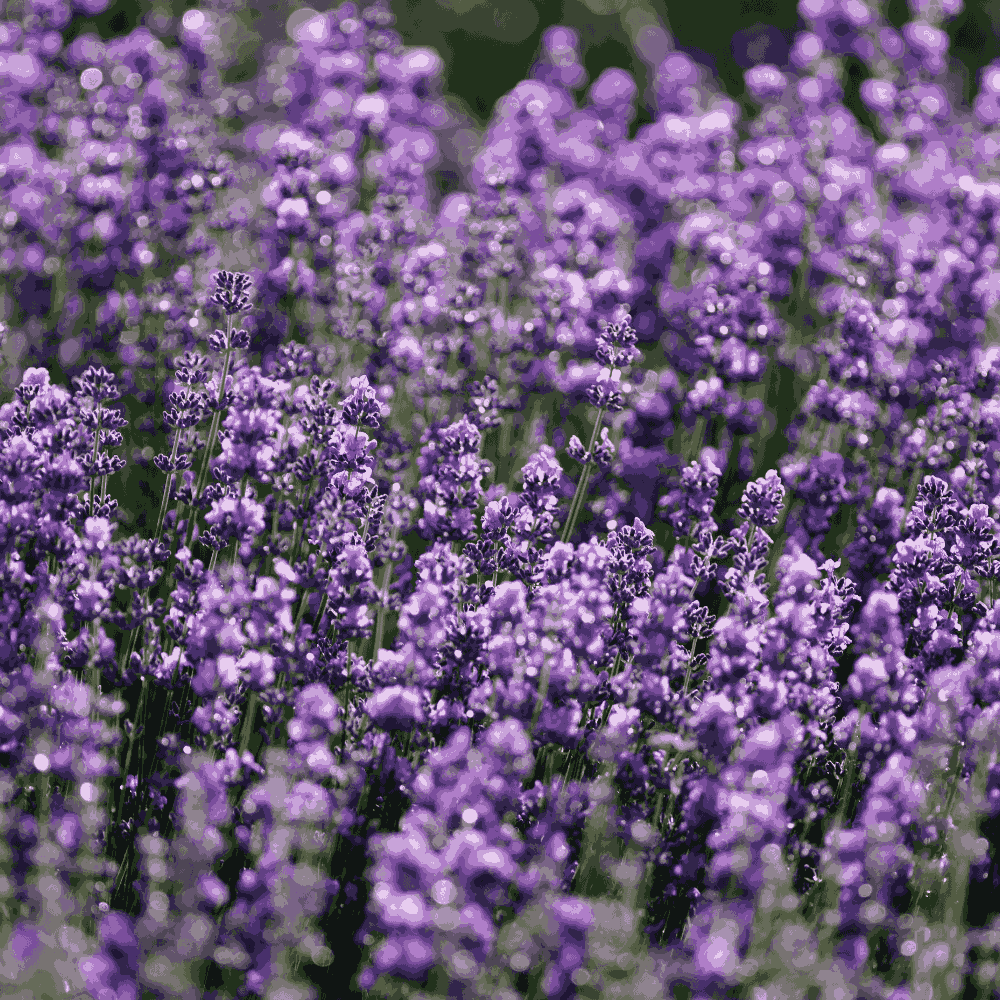 lavender plant in urdu Lavandula Herb Seeds – English Lavender