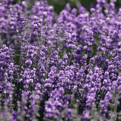 Lavender Herbal Flower Natural Seeds - Apnaugao