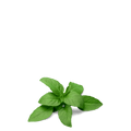 Lemon Basil Organic Seeds - Apnaugao