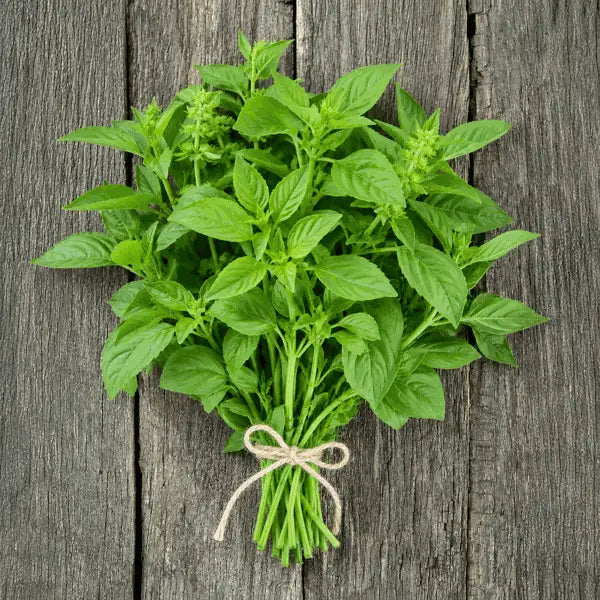lemon basil seeds available in Pakistan