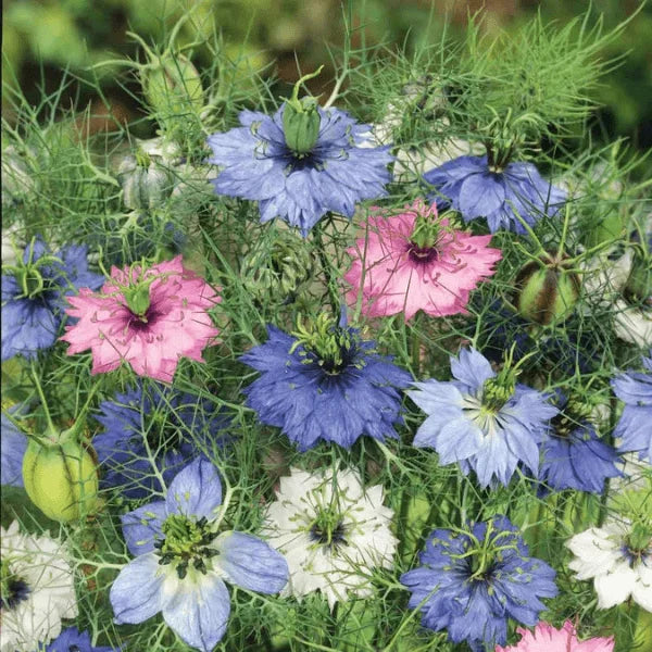 Love-in-a-Mist Double Mix seeds – Nigella damascena ornamental cottage flower seeds in Pakistan – ApnaUgao