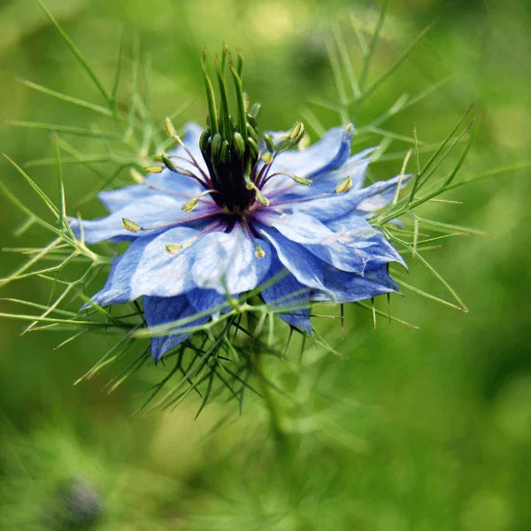 Love-in-a-Mist Double Mix seeds – Nigella damascena ornamental cottage flower seeds in Pakistan – ApnaUgao
