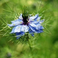 Buy Love-in-a-Mist flower seeds online in Pakistan – Nigella damascena double mix for winter gardens – ApnaUgao