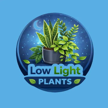 Potted plant with 'Low Light Plants' text on a blue background