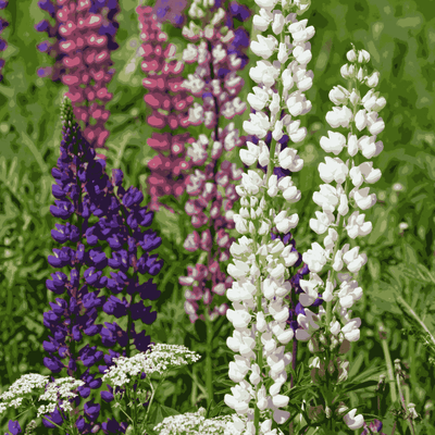 Lupine Mix Flower Seeds - Apnaugao