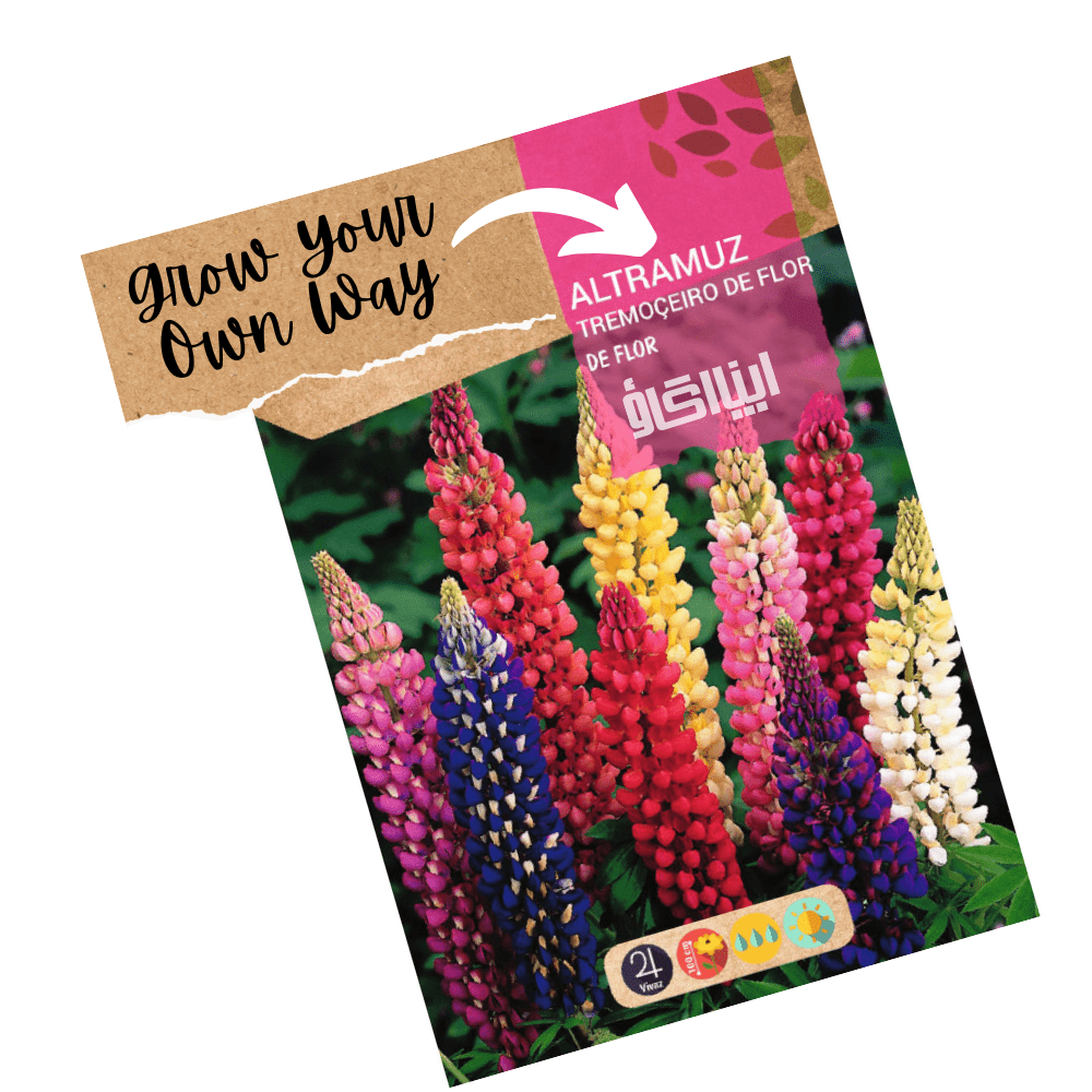 Lupine Mix Flower Seeds – Tall Spikes of Mixed Colors