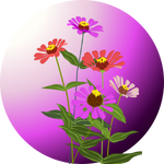 Premium mixed flower seeds for bright and beautiful blooms.