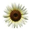 white sun flower seeds availavle ow in Pakistan