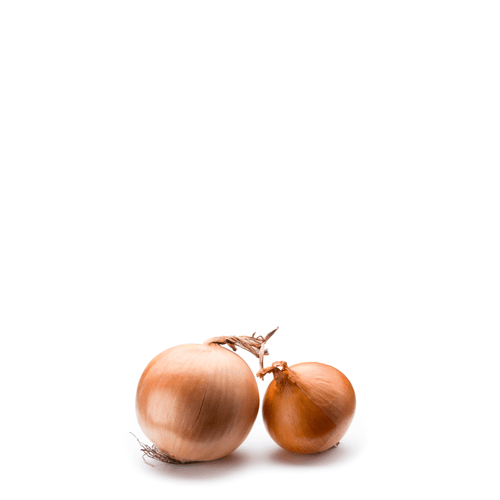 Yellow Onion Seeds – Babosa Temprana | Early-Maturing