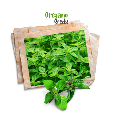 Oregano Herbs Seeds