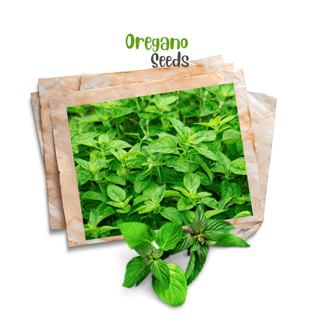 Easy-to-grow oregano – A hardy and aromatic herb for home gardens.