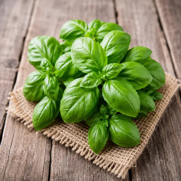 Potted sweet basil plant with a wooden planter on a wooden surface