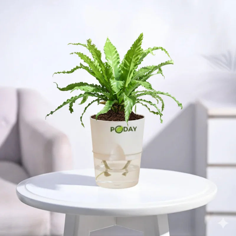 Buy Osaka Bird’s Nest Fern – برڈ نیسٹ فرن – lush green indoor fern plant in self-watering pot, special discounted price