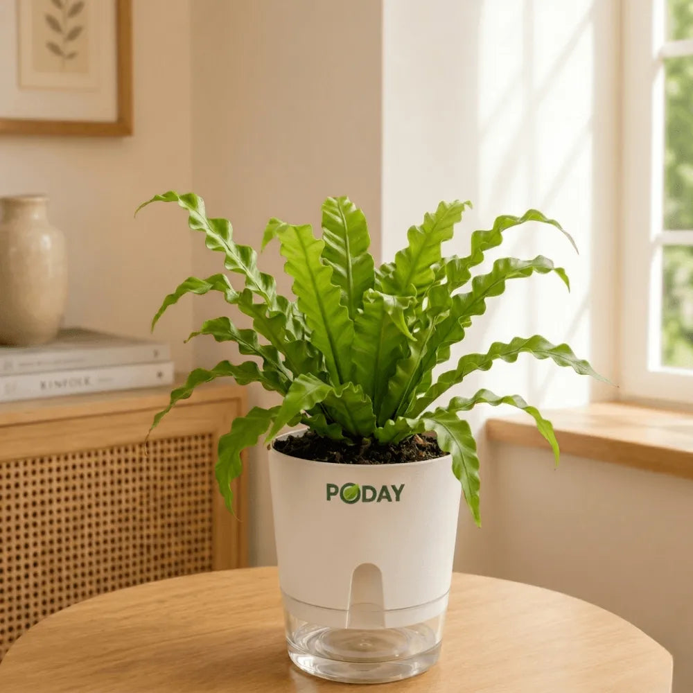 Buy Osaka Bird’s Nest Fern – برڈ نیسٹ فرن – lush green indoor fern plant in self-watering pot, special discounted price