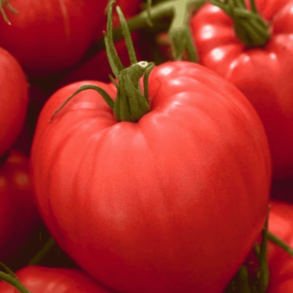 Red tomato with green stem on a white background