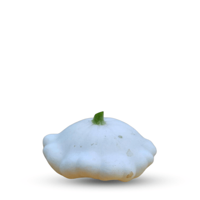 PUMPKIN PATISSON BLANC SEEDS - Apnaugao