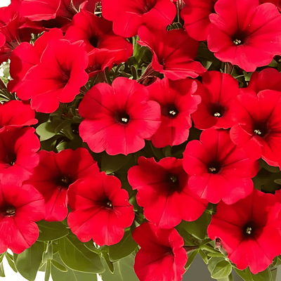 Petunia Fire Chief Hybrid Flower Seeds - Apnaugao