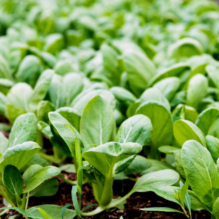 Buy pak choi bok choi seeds online for kitchen gardening and fresh homegrown vegetables