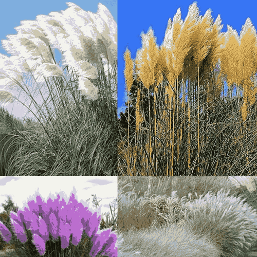 Mixed Pampas Grass Seed Blend – Golden, Blue, Pink & White Plumes