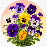 Pansy flower seeds in Pakistan