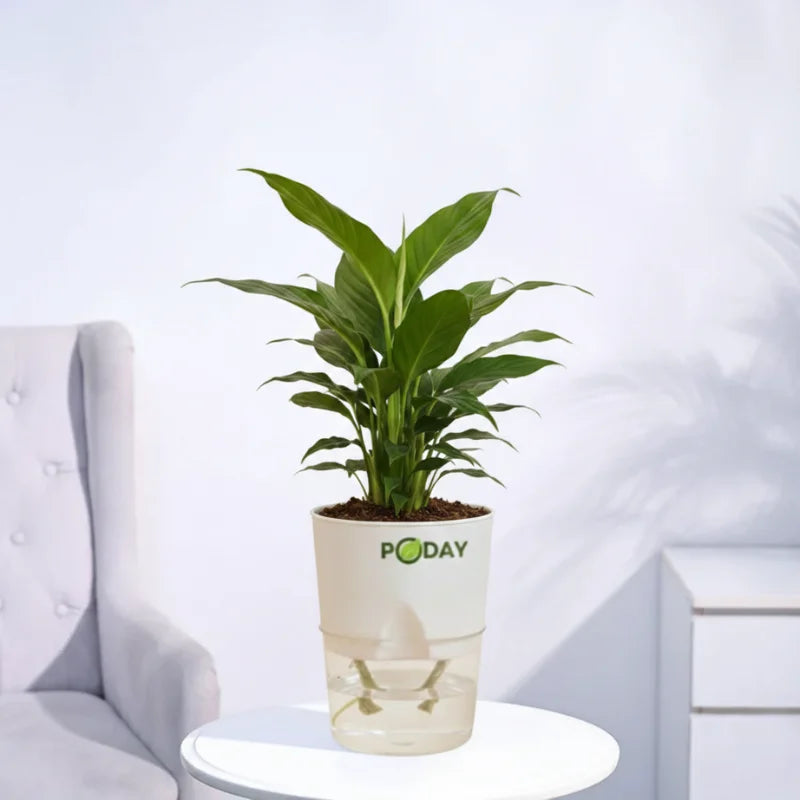 Buy Peace Lily Plant (Spathiphyllum) – beautiful indoor flowering plant in self-watering pot, discounted offer for home decor